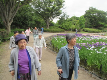 菖蒲園見学